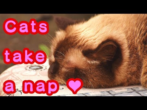 Cats take a nap [Healing]