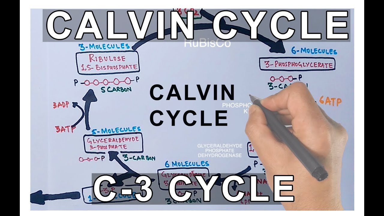Photosynthesis - Calvin Cycle