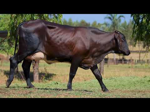 LOTE 11 - FILOMENA 1862 FIV TAHITI DA JT MINAS GERAIS