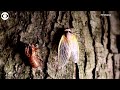WEB EXTRA: Timelapse Video Shows Cicada Shedding Exoskeleton