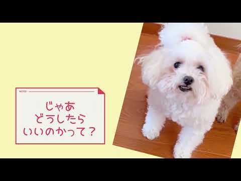 #ワンワンU・x・Uお悩み相談室 1️⃣0️⃣3️⃣〜福井市「来未ちゃん」🐶自転車🚲は左側からまたがり、右足をペダルにかけ、安全確認をしたら右足から踏み出しましょう！
