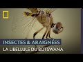La libellule, prédateur le plus efficace du Botswana