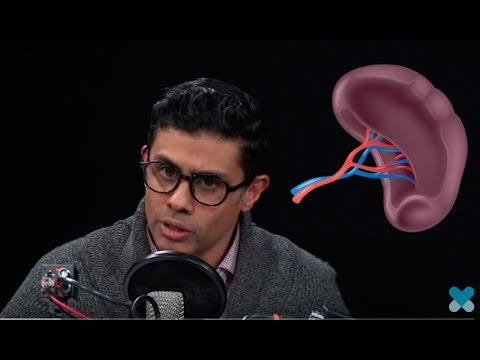 Milten - hvor sitter den, hvilken funksjon har den?