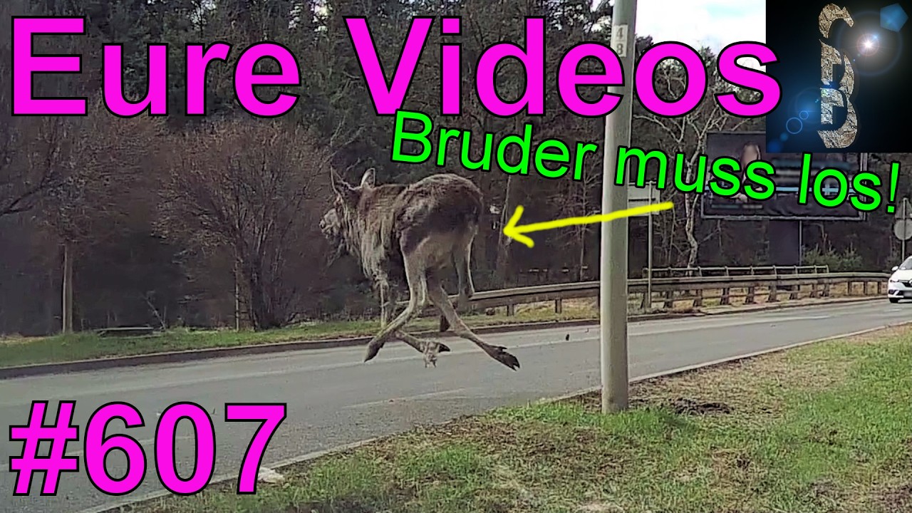 Eure Videos #607 - Dashcam - LKW reißt Schranke um - Elch ganz knapp verfehlt - Ausweichen