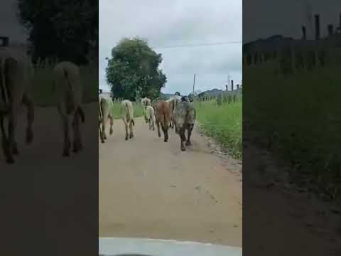 IVONILDO OFICIAL MUTUIPE