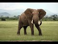 Elephant Roars Trumpet