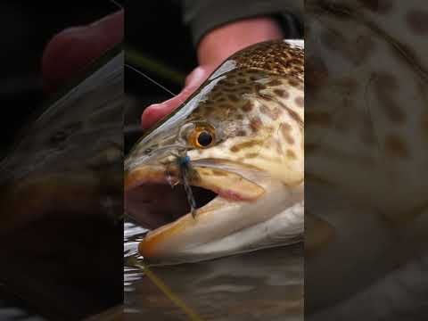 Fly Fishing for Tiger Trout