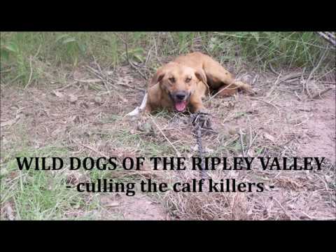 Wild dogs of the Ripley Valley - culling the calf killers