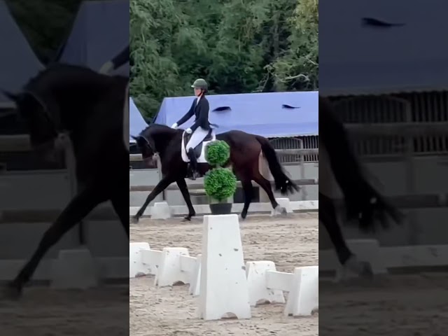 MAGNUM - KWPN de 9 ans - super mental et gros potentiel