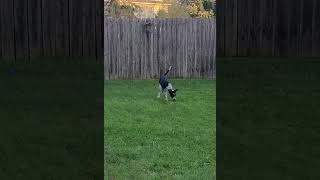 Video preview image #1 Mutt Puppy For Sale in Minneapolis, MN, USA