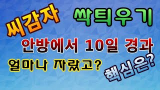 [텃밭농부.916]  씨감자 싹틔우기 10일 경과한 모습. 핵심사항