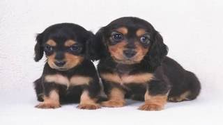 Ameliorate • S2E6 • I can't believe Candy made me spill my bowl of spaghetti