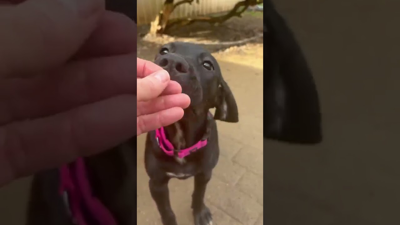 Enlarge Eve, an adopted mixed breed in Shippenville, PA video 2/5