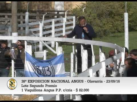 23-09-16 - Venta Vaquillonas Angus P.P. - Expo. Nacional Angus Olavarria
