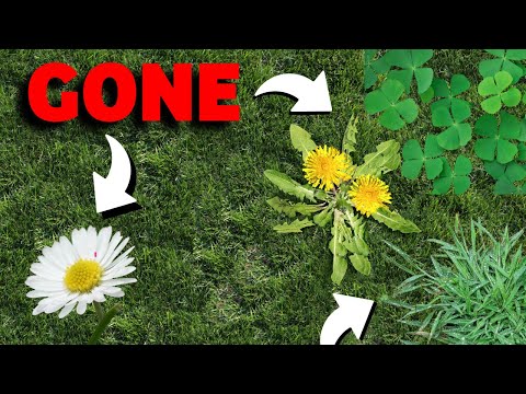 How to STOP weeds in grass  (FOREVER) Cheap and easy