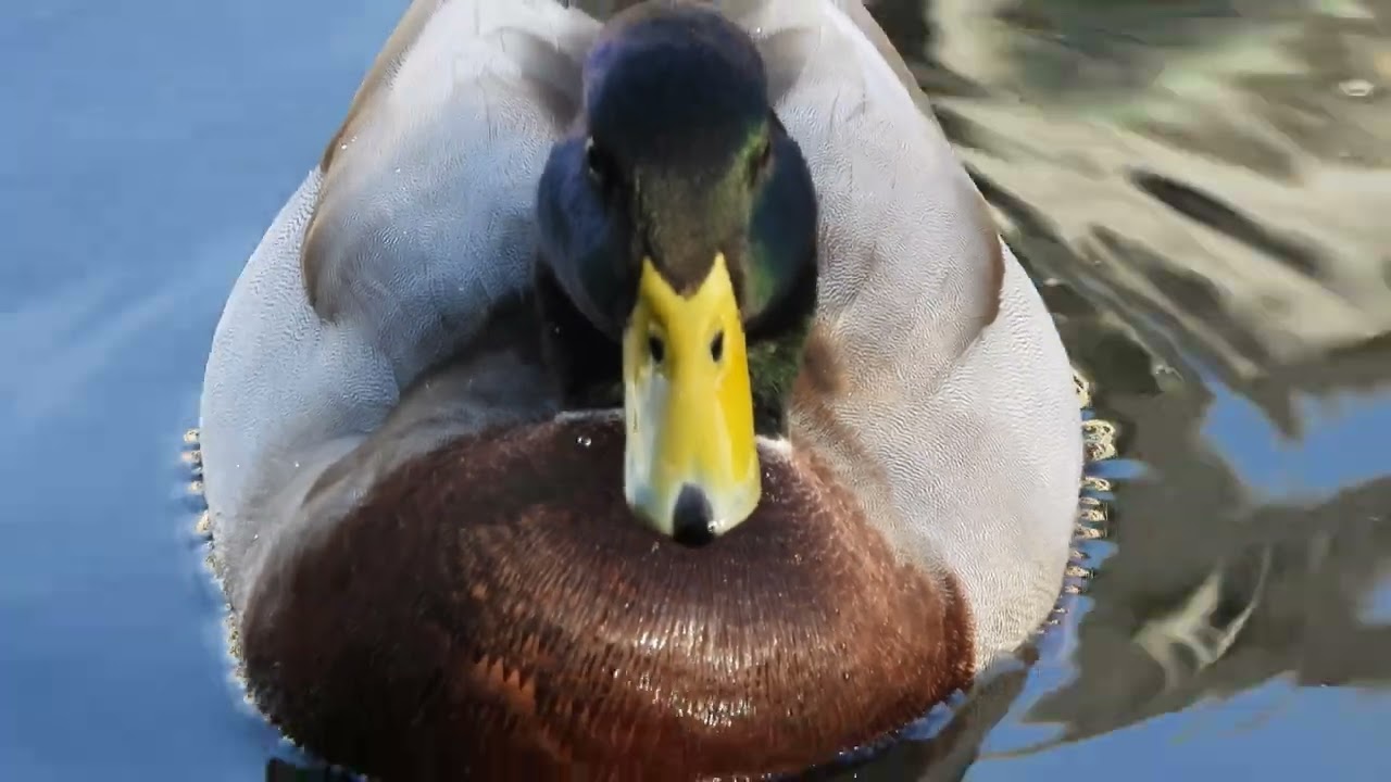 Nikon Coolpix P1100 — 4K video - YouTube
