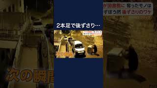 一体何が？クマが前脚を上げたまま後ずさり… #shorts
