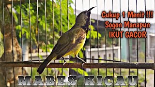 Download lagu CUKUP 1 MENIT !!! SOGON MANAPUN LANGSUNG NYAUT DAN IKUT GACOR mp3