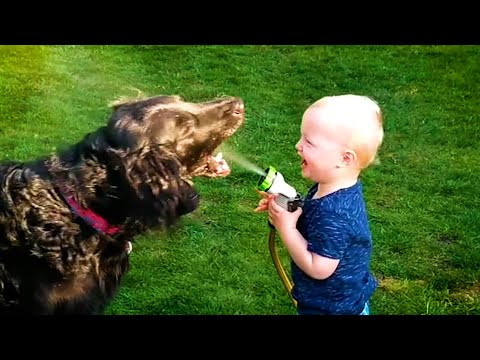 20 Minutes of HILARIOUS Babies Laughing With Pets ???? | Kids and Animals ????
