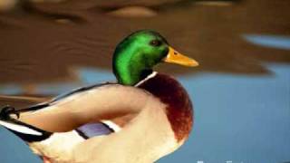 mitch hedberg and the ducks