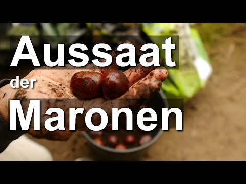 Aussaat der Maronen - Esskastanie vermehren aber wie? Teil 2 Castanea sativa