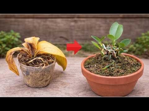 How to Save an Orchid with No Leaves (Step-by-Step Rescue Guide)