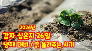 감자 심은지 26일 냉해 관련 북주는 시기 흙 올려주기 수미감자 감물감자 괴산감자 충북 괴산 풀뿌리농장 [감…