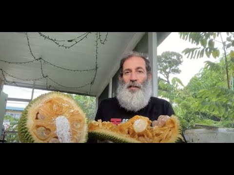 Cheena Jackfruit is Wonderful