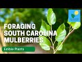 Foraging South Carolina Mulberries!