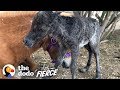 Baby Mini Horse Born Too Small Turns Into A Bucking Bronco The Dodo Little But Fierce