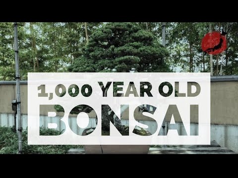 1,000 year old bonsai at the Omiya Bonsai Museum, Omiya, Japan