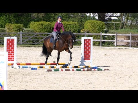 Die Verbandshengste im Training - Chezarro