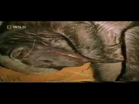 Kikidi, Mania & IsoJano - Mesimäyrä