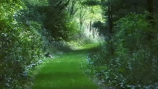 Cloudface - Panter Bleu