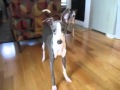 My Crazy Italian Greyhound Loves to Chase Her ...