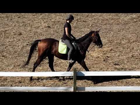 Appealing Jazz, an adopted Thoroughbred in Spencer, NY_image-1