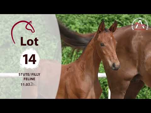 🍀 www.fohlenauktion.at 🍀 Lot14 - Feline - www.fohlenauktion.at