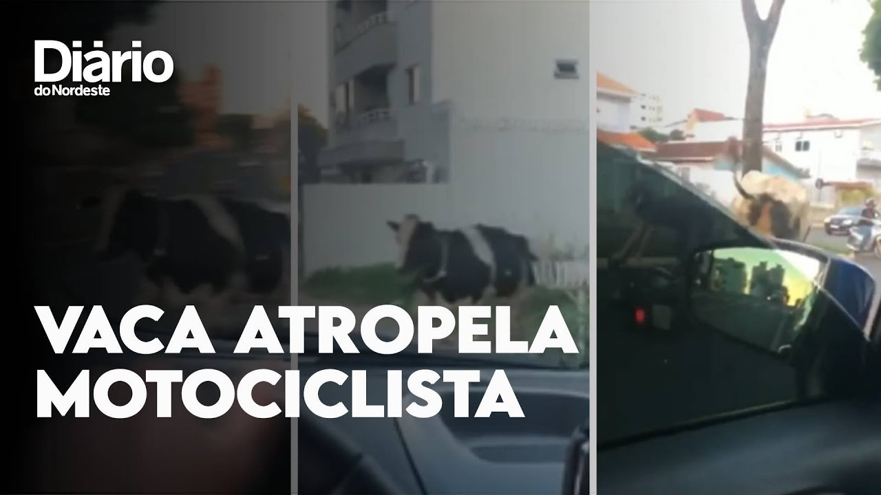 Imagem da notícia: Vaca atropela motociclista após fugir e invadir rua em Chapecó; veja vídeo