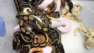 Baby Balls shed out and we gonna probe them! Got any questions? Feel free to ask.