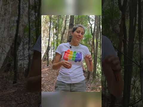 Vídeo: Eucalipto e acacia