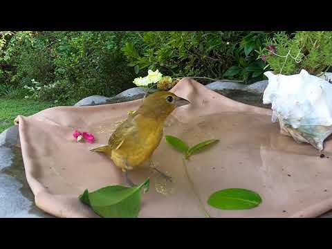 female Summer Tanager