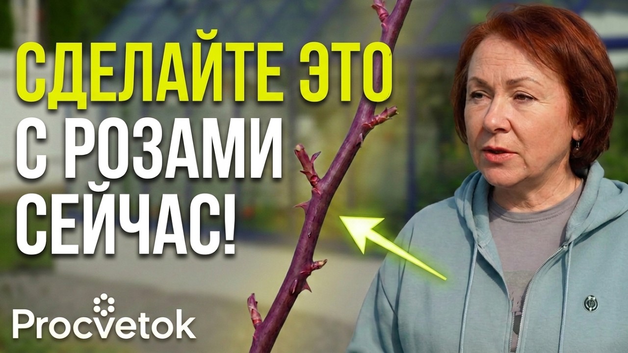НИ ОДНА РОЗА НЕ ПОГИБНЕТ ЗИМОЙ, если сделаете так в октябре!