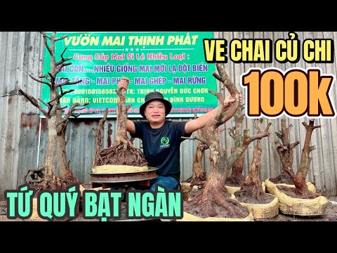Ve chai Củ Chi bạt ngàn tứ quý rẻ nhất SG từ 100k & cách chăm mai mùa mưa ở vườn mai vàng Thịnh Phát