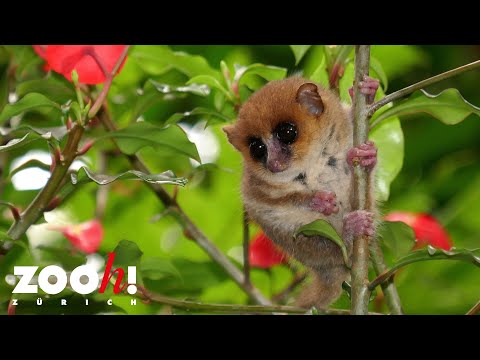 60 Sekunden: Mausmaki