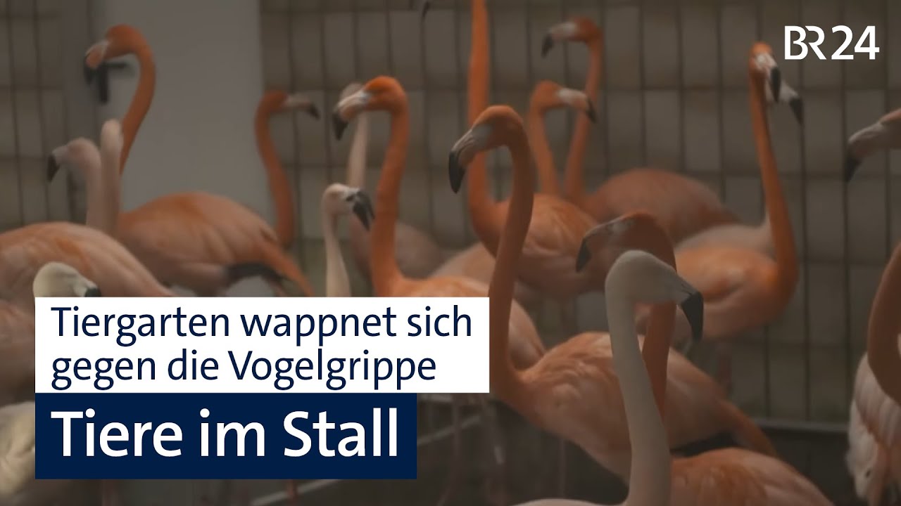 Vorsicht in Nürnberg: Wie sich der Tiergarten gegen die Vogelgrippe wappnet | BR24