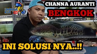 Download lagu FAKTOR CHANNA AURANTI BENGKOK ‼️ DAN SOLUSI NYA mp3