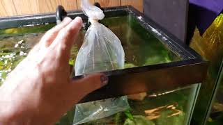 New Fish In Frank Gorshin's Tank