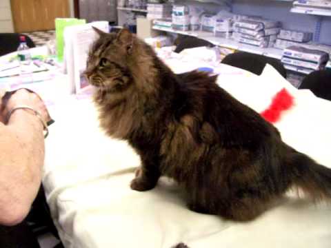 NerissaLovesHerTreats.MOV