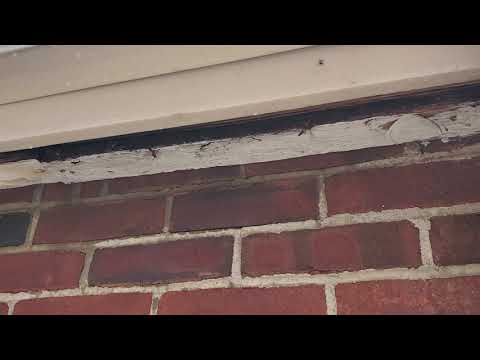 Paper Wasps Nesting in the Soffit in Belford, NJ