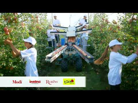 Delta Agrar apple production